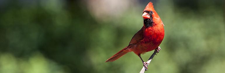 New York's Capital District including Albany, Schenectady, Troy, Voorheesville and Saratoga Springs NY
